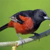 Orchard Oriole Branches Paint By Numbers