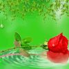 Red Rose Water Drops Paint By Numbers
