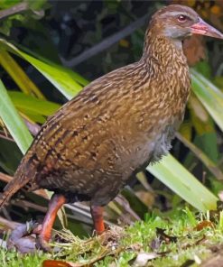 Weka Themed Paint By Numbers
