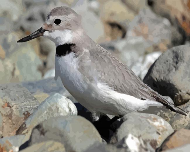 Finalizing the Wrybill Bird artwork