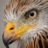 Majestic Eagle Eyes Paint By Numbers