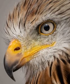 Majestic Eagle Eyes Paint By Numbers