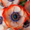 Coral Anemone Blooms Paint By Numbers