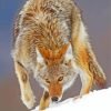 Coyote Wildlife Paint By Numbers
