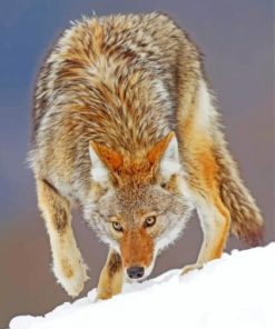 Coyote Wildlife Paint By Numbers