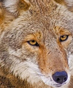 Coyote Wolf Art Paint By Numbers