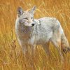 Coyote in Nature Paint By Numbers
