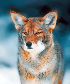 Coyote Wilderness Paint By Numbers
