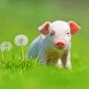 Adorable Pygmy Pig Paint By Numbers