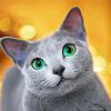 Russian Blue Cat Pets Paint By Numbers