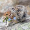 Adorable American Pika Paint By Numbers