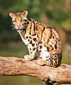 Baby Clouded Leopard Cubs Paint By Numbers