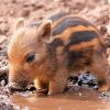 Adorable Baby Boar Paint By Numbers