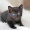 Blue-Eyed Black Cat Paint By Numbers