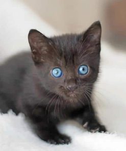Blue-Eyed Black Cat Paint By Numbers