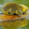 Cute Baby Duck by the River Paint By Numbers