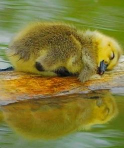Cute Baby Duck by the River Paint By Numbers