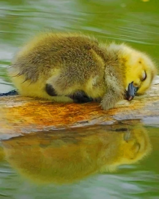 finalizing Cute Baby Duck by the River artwork