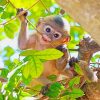 Cute Forest Baby Monkey Paint By Numbers