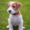 Bichon and Jack Russell Puppies Paint By Numbers