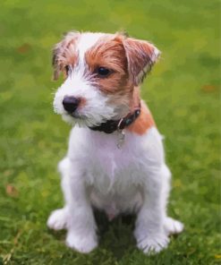 Bichon and Jack Russell Puppies Paint By Numbers