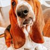 Cute Bloodhound Dog Paint By Numbers