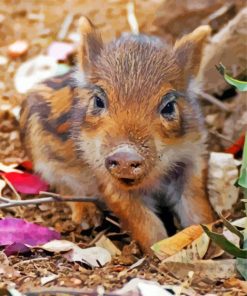 Cute Animal Boar Paint By Numbers