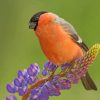 Charming Bullfinch Bird Paint By Numbers