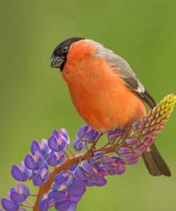 Charming Bullfinch Bird Paint By Numbers