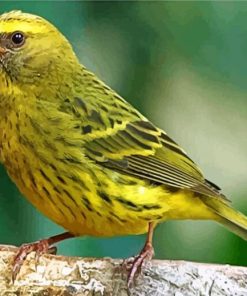 Cute Canary Birds Paint By Numbers