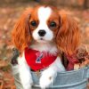 Cavalier Puppy Paint By Numbers