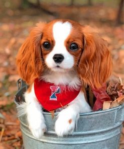Cavalier Puppy Paint By Numbers