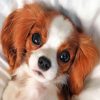 Cavalier Puppy Fun Paint By Numbers