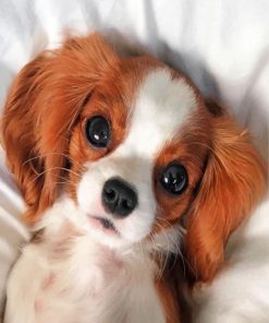 Cavalier Puppy Fun Paint By Numbers
