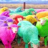 Cute Rainbow Sheep Paint By Numbers
