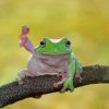 Cute Frog Animals Paint By Numbers