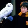 Harry Potter Hedwig Paint By Numbers