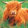 Cute Highland Cow Animals Paint By Numbers