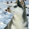 Cute Husky in Winter Paint By Numbers
