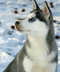 Cute Husky in Winter Paint By Numbers