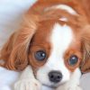 Cavalier King Charles Spaniel Puppy Paint By Numbers