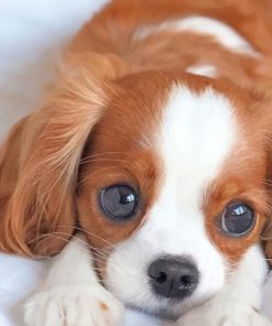 Cavalier King Charles Spaniel Puppy Paint By Numbers