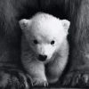 Cute Polar Bear Paint By Numbers