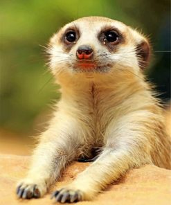 Cute Meerkat Wildlife Paint By Numbers
