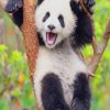 Adorable Panda Animals Paint By Numbers