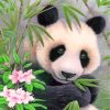 Adorable Panda Animal Paint By Numbers