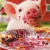 Cute Pig Eating Scene Paint By Numbers