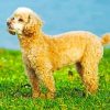 Cute Poodle Puppy Paint By Numbers