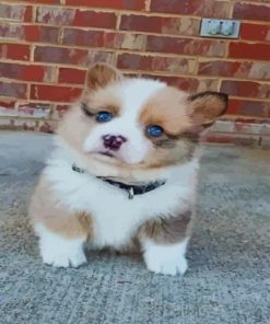 Cute Brown Husky Paint By Numbers