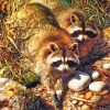 Wildlife Raccoon Scene Paint By Numbers